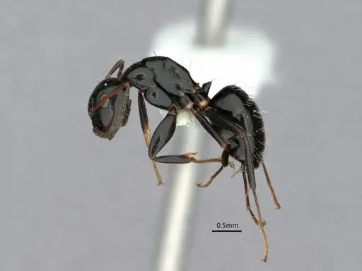 Camponotus verae specimen