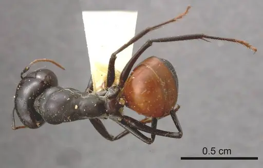 Camponotus versicolor specimen