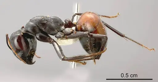 Camponotus versicolor specimen