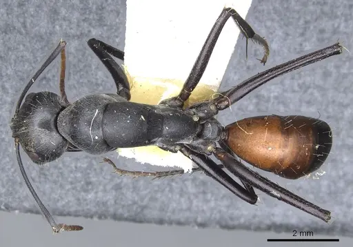 Camponotus versicolor - CASENT0903549