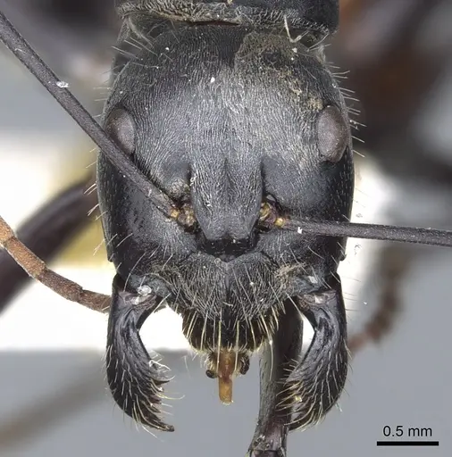 Camponotus versicolor - CASENT0903549