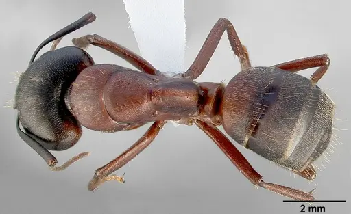 Camponotus vicinus specimen