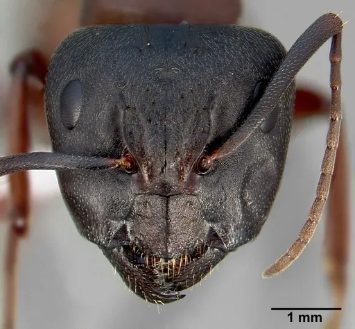 Camponotus vicinus specimen