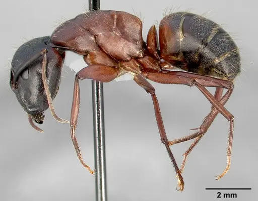 Camponotus vicinus specimen