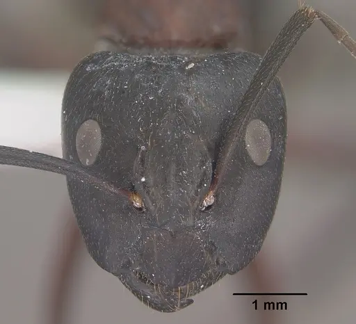 Camponotus vicinus - CASENT0102788