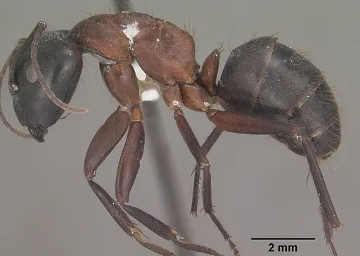 Camponotus vicinus - CASENT0102788