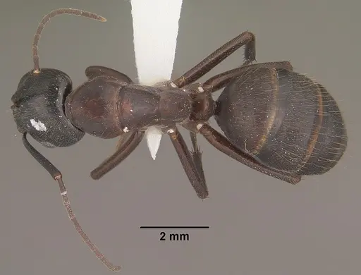 Camponotus vicinus - CASENT0102789