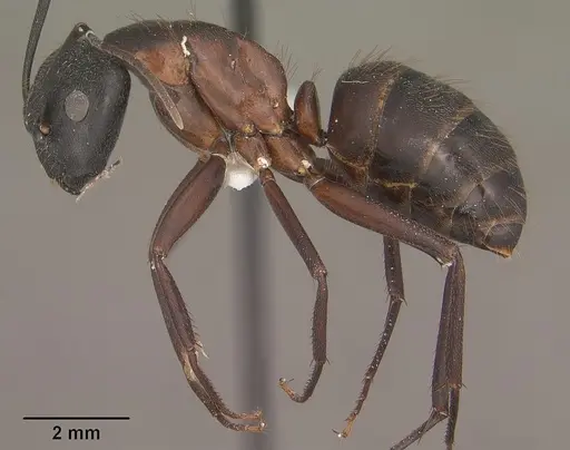Camponotus vicinus - CASENT0102789