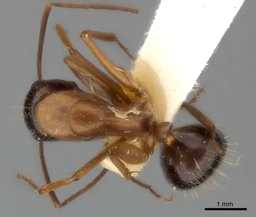 Camponotus vicinus - CASENT0217626