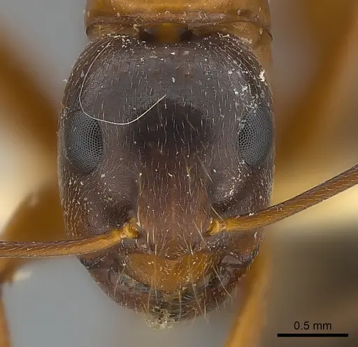 Camponotus vicinus - CASENT0217626