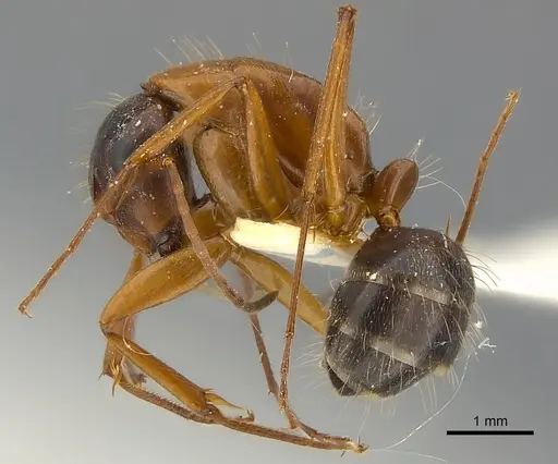 Camponotus vicinus - CASENT0217626