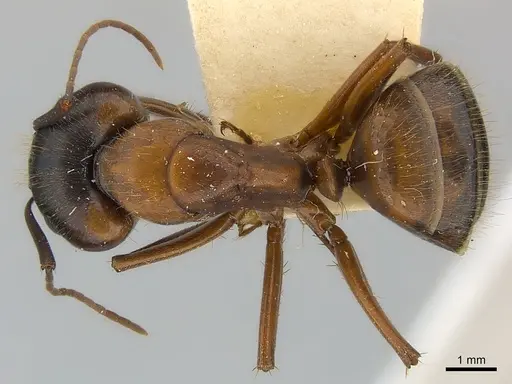 Camponotus vicinus - CASENT0217627