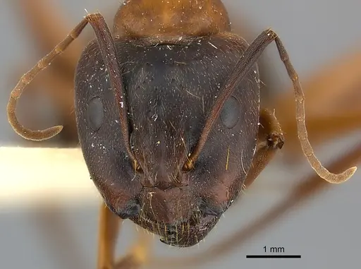 Camponotus vicinus - CASENT0217627