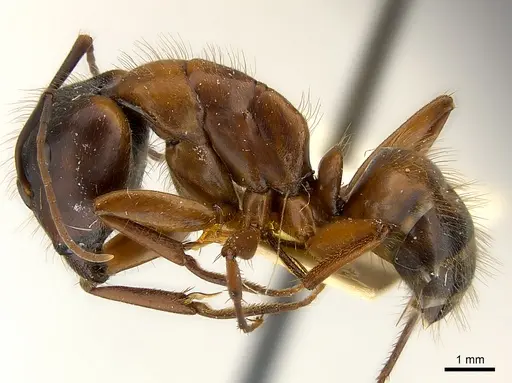 Camponotus vicinus - CASENT0217627