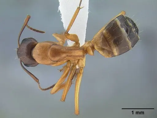 Camponotus vicinus - CASENT0221986