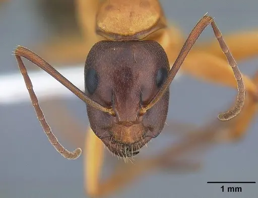 Camponotus vicinus - CASENT0221986