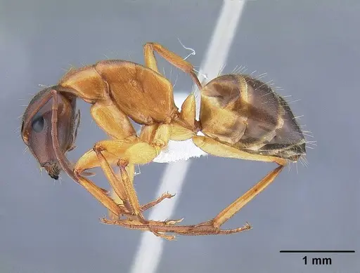 Camponotus vicinus - CASENT0221986