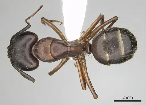Camponotus vicinus - CASENT0280043