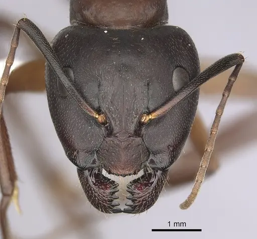 Camponotus vicinus - CASENT0280043