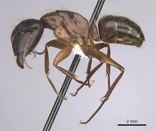 Camponotus vicinus - CASENT0280043