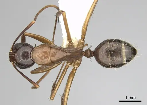 Camponotus vicinus - CASENT0280044