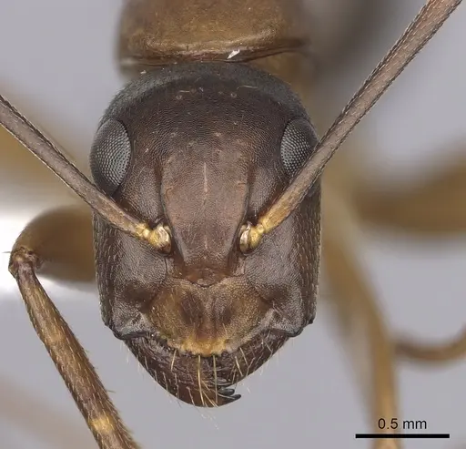 Camponotus vicinus - CASENT0280044