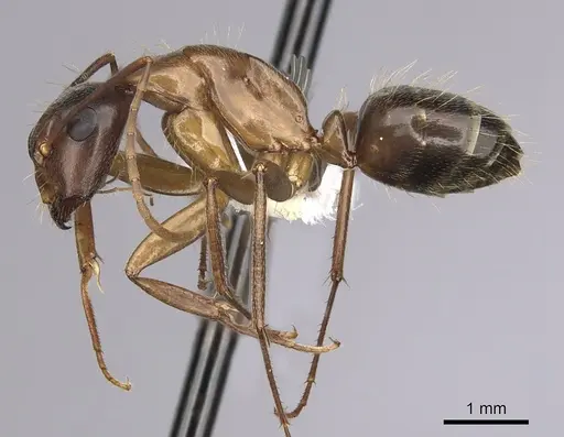 Camponotus vicinus - CASENT0280044