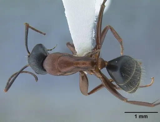 Camponotus vicinus - CASENT0761123