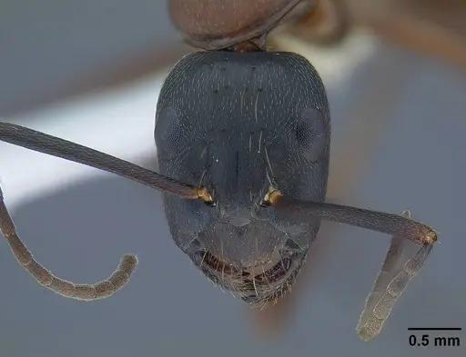 Camponotus vicinus - CASENT0761123