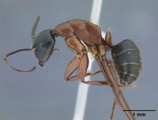 Camponotus vicinus - CASENT0761123