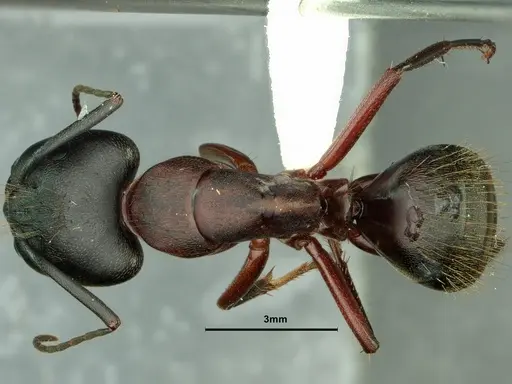 Camponotus vicinus - CASENT0862521