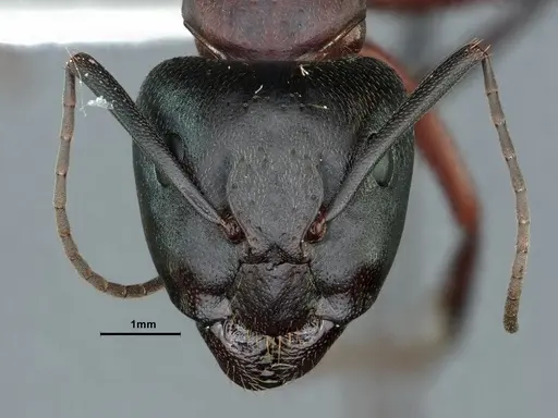 Camponotus vicinus - CASENT0862521