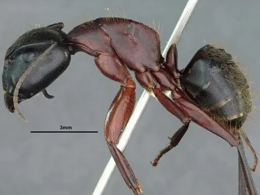 Camponotus vicinus - CASENT0862521