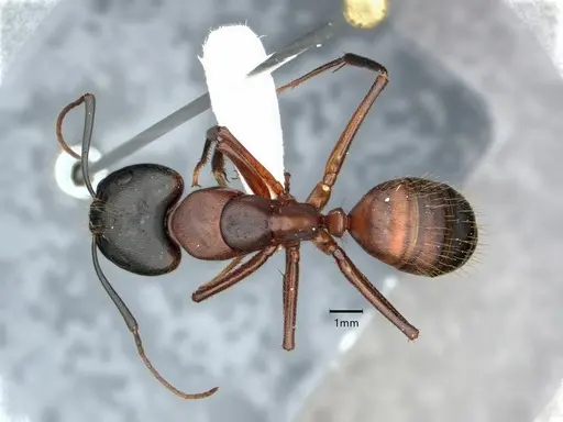 Camponotus vicinus - CASENT0882158