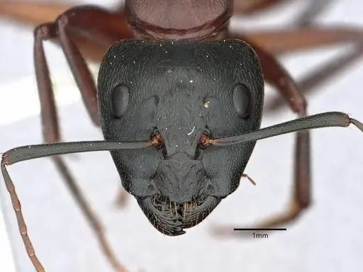 Camponotus vicinus - CASENT0882158