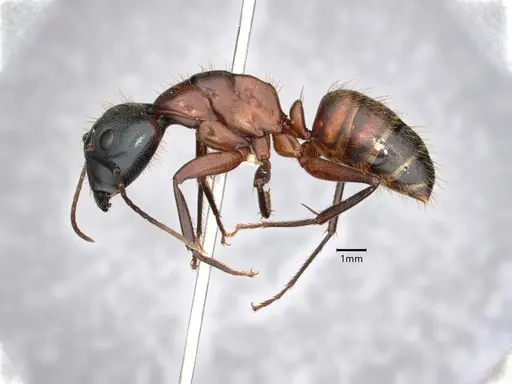 Camponotus vicinus - CASENT0882158