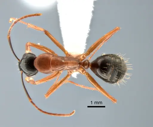 Camponotus vicinus - CASENT0882274