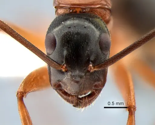 Camponotus vicinus - CASENT0882274