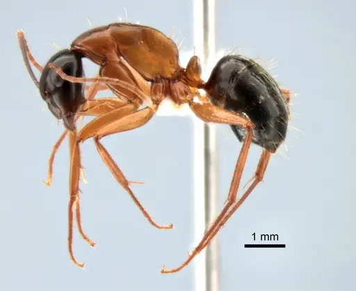 Camponotus vicinus - CASENT0882274