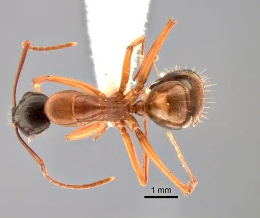 Camponotus vicinus - CASENT0882277