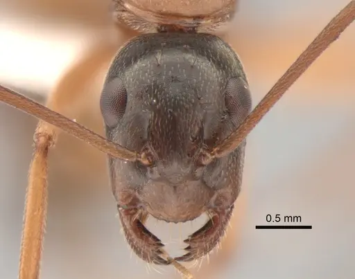 Camponotus vicinus - CASENT0882277