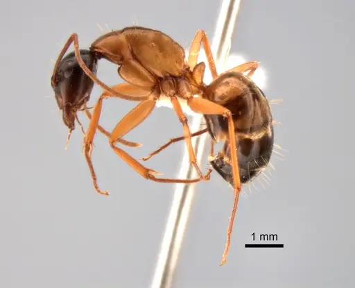 Camponotus vicinus - CASENT0882277