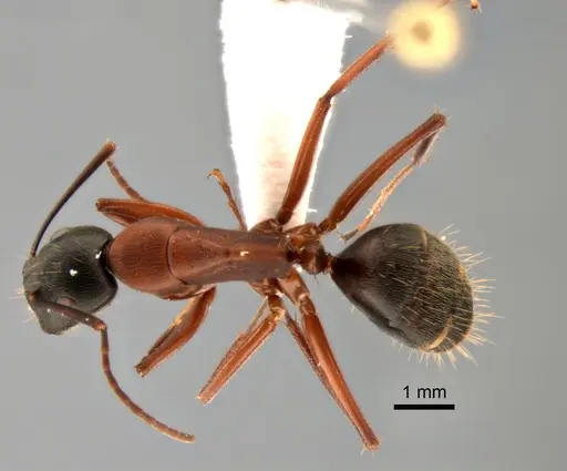 Camponotus vicinus - CASENT0882279