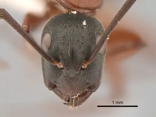 Camponotus vicinus - CASENT0882279