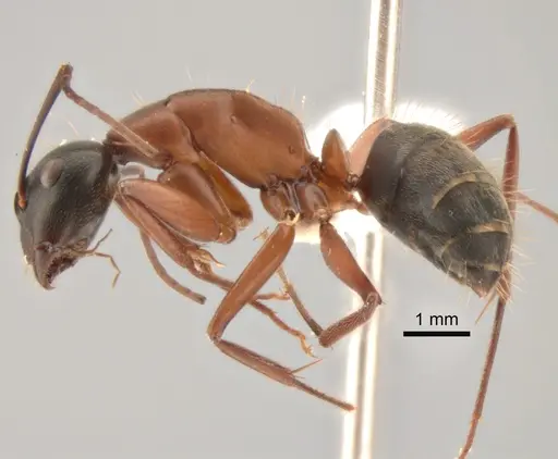 Camponotus vicinus - CASENT0882279
