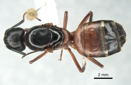 Camponotus vicinus - CASENT0882297