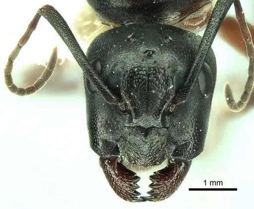 Camponotus vicinus - CASENT0882297