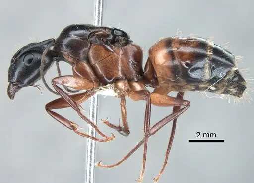 Camponotus vicinus - CASENT0882297