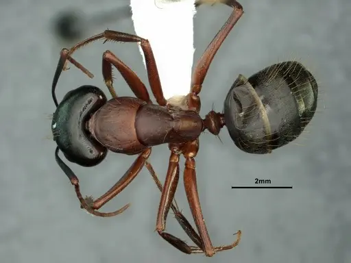 Camponotus vicinus - CASENT0883405