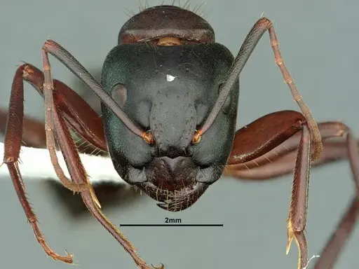 Camponotus vicinus - CASENT0883405